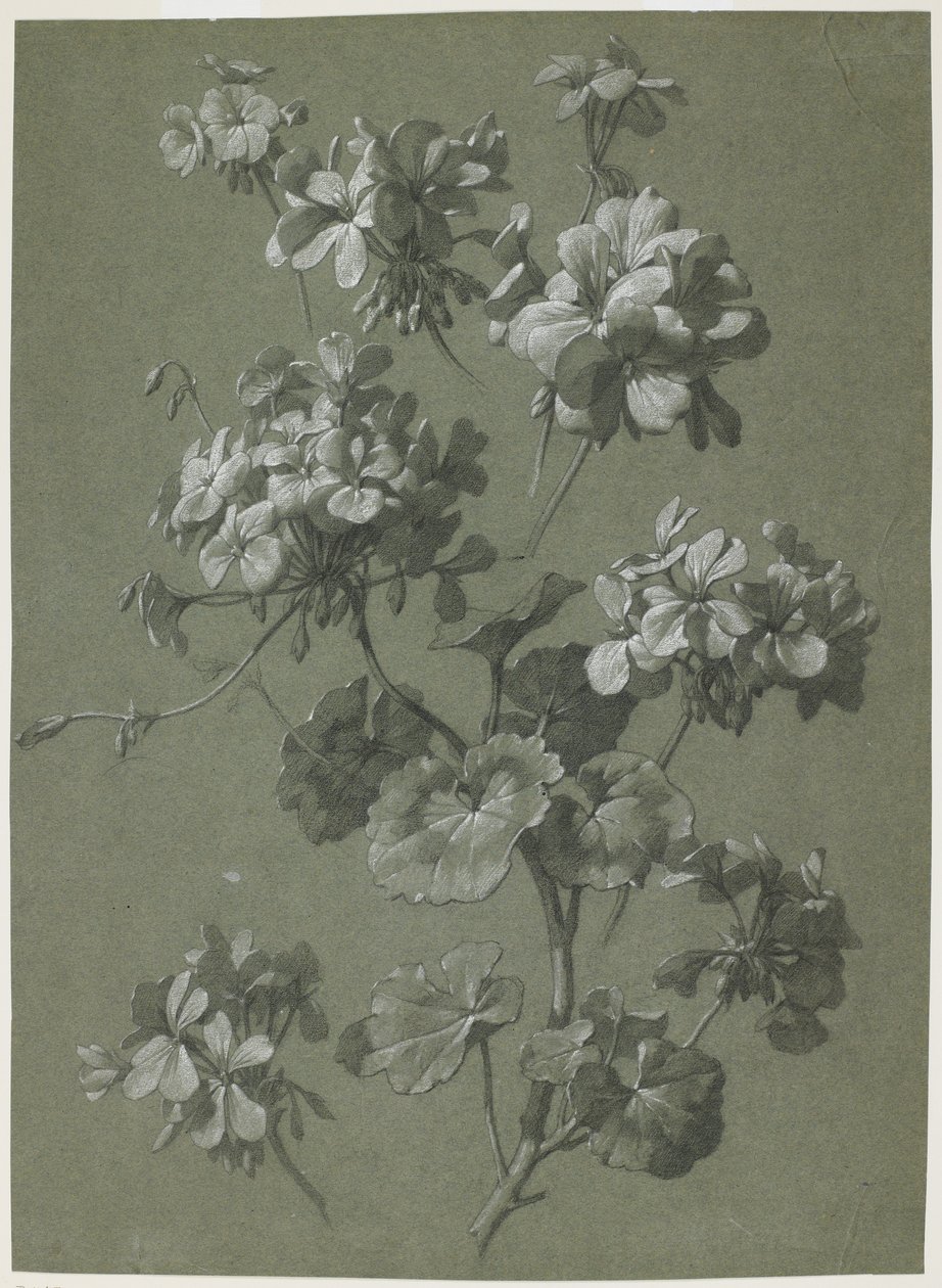 Gerânio (Pelargonium sp.), C.1800 (carvão e giz branco, tecido verde) de French School