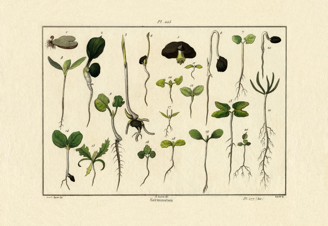 Germinação, 1833-39 de French School