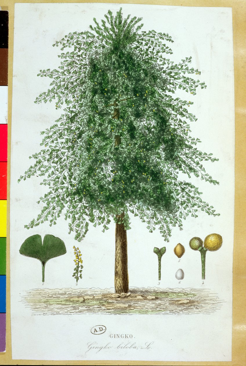 Árvore de ginkgo biloba de French School