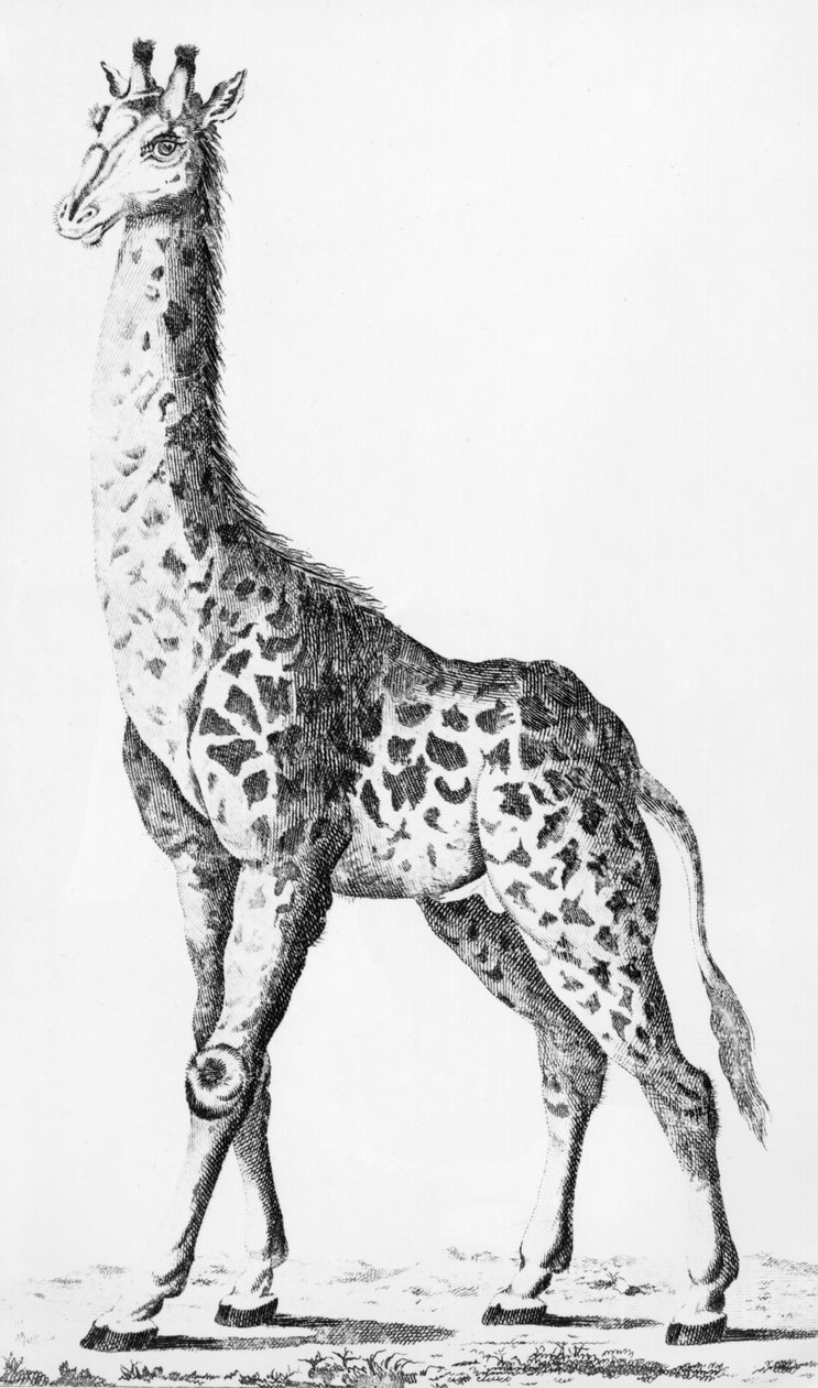 Girafa trazida pelo Sr. Levaillant em viagem pela África, ilustração de Observações sobre Física, História Natural e Artes, dedicada a Mons. A contagem da arte, dezembro de 1789 de French School