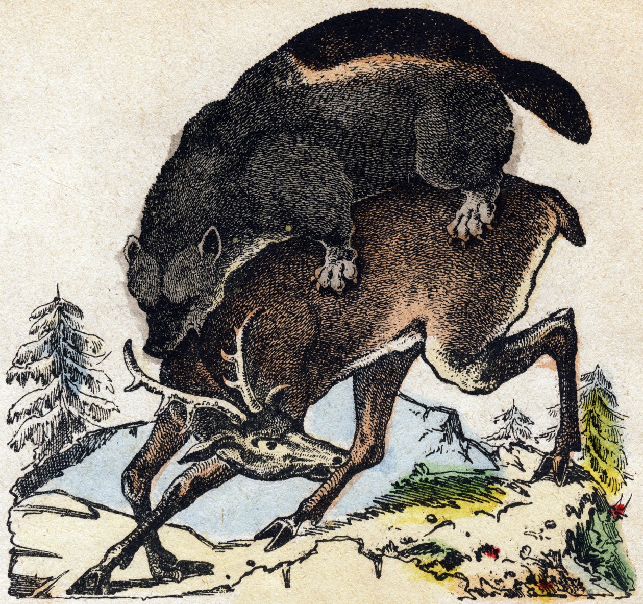 Glutão. Gravura no "Alfabeto dos animaux sauvages". 9ª Série. Imagem de Epinal, Pellerin, impressora-editora, cerca de 1870. Gravura em madeira, stencilled. 16 páginas. Dimensões: 20 x 15 cm. Coleção Particular de French School
