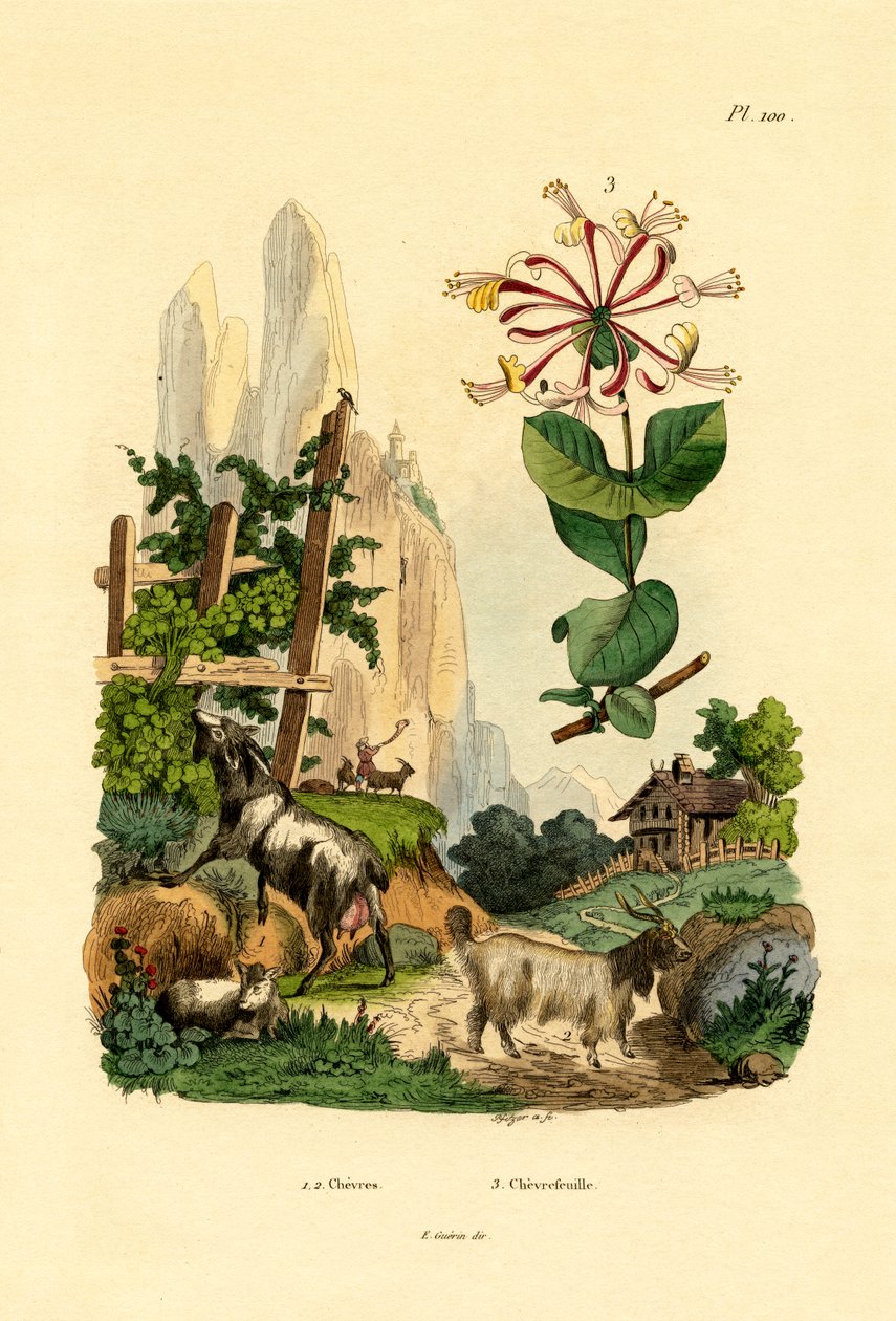 Cabras, 1833-39 de French School