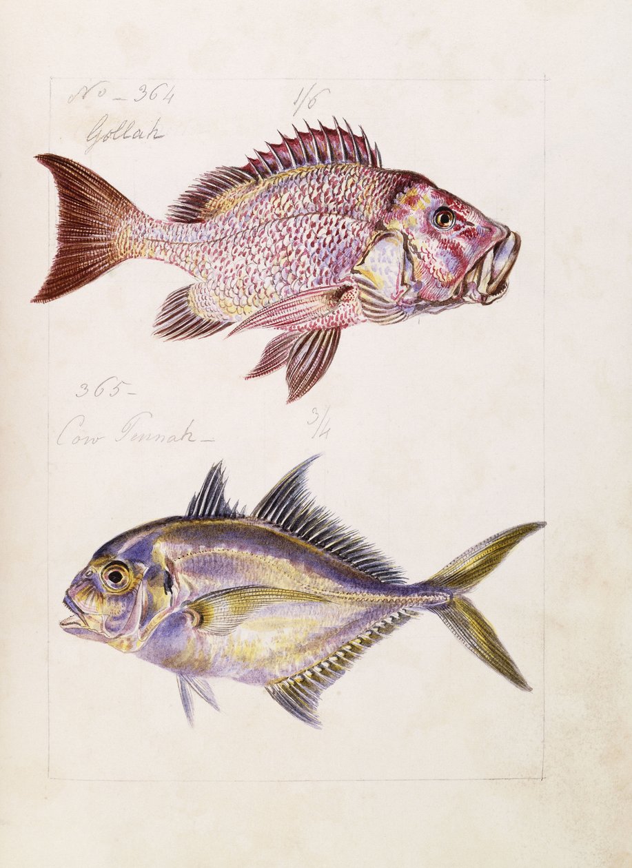 Gollah etc, c.1850 de French School