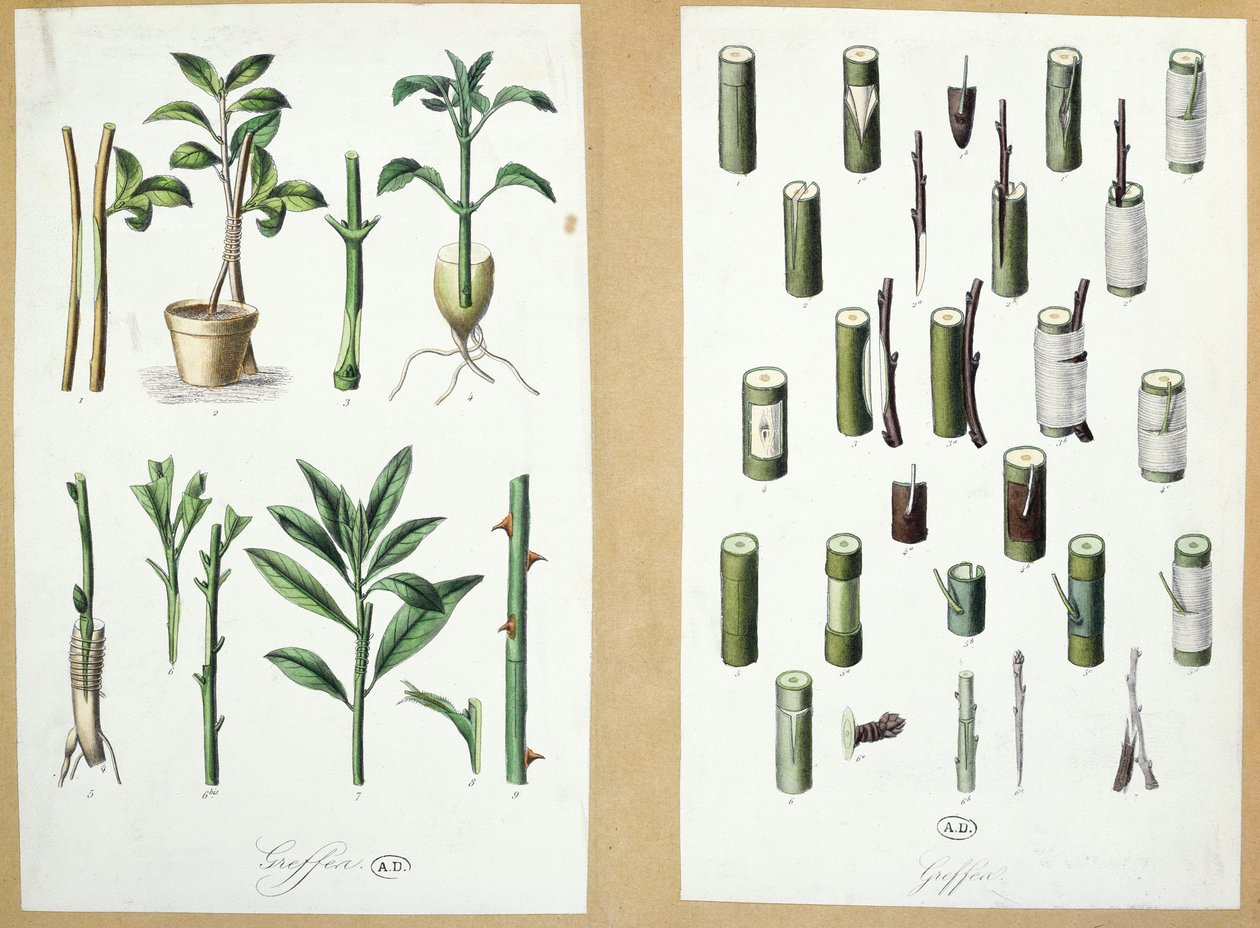 Enxertos (cor gravura) de French School