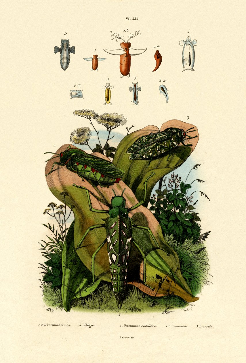 Gafanhotos, 1833-39 de French School