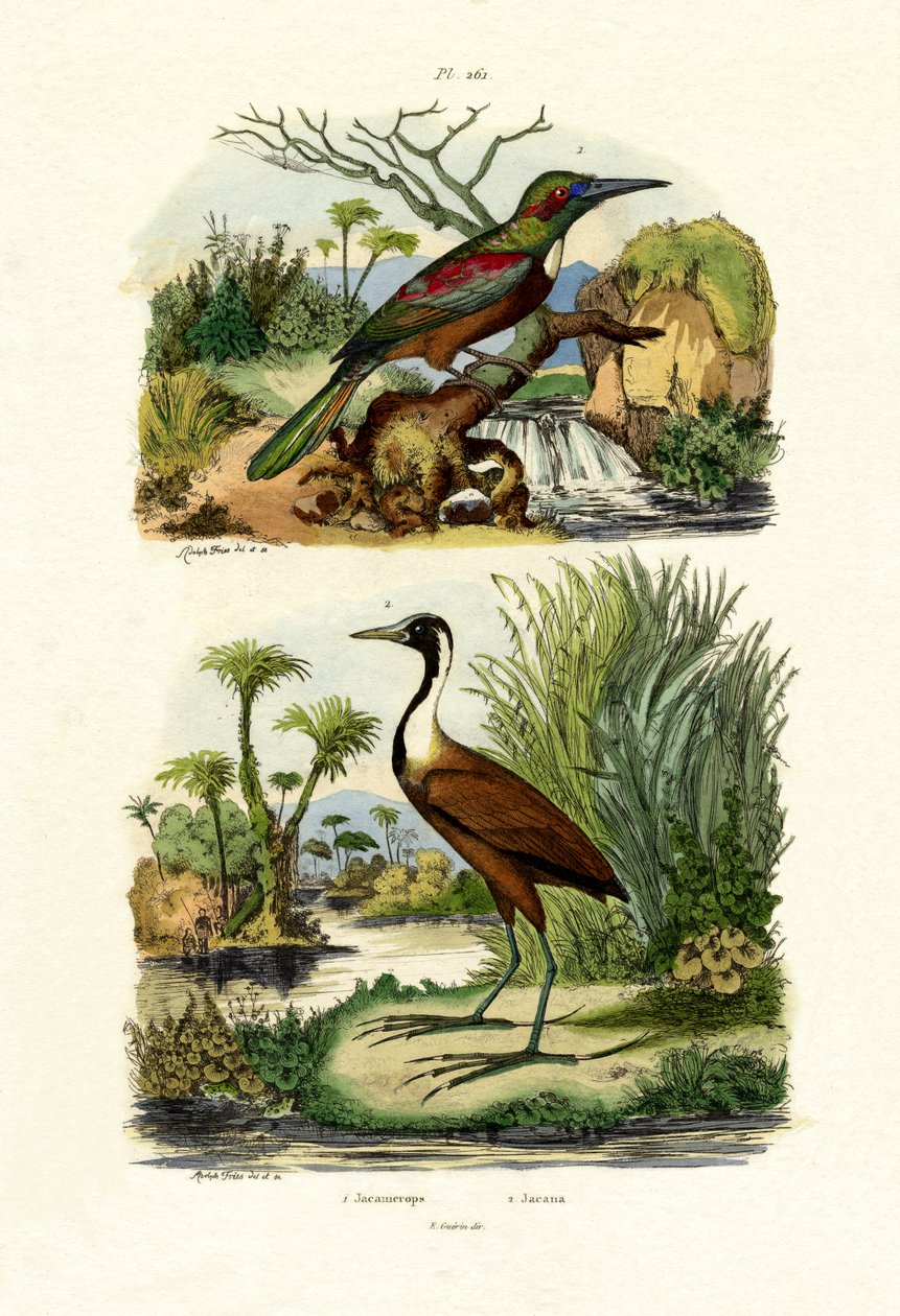 Grande Jacamar, 1833-39 de French School