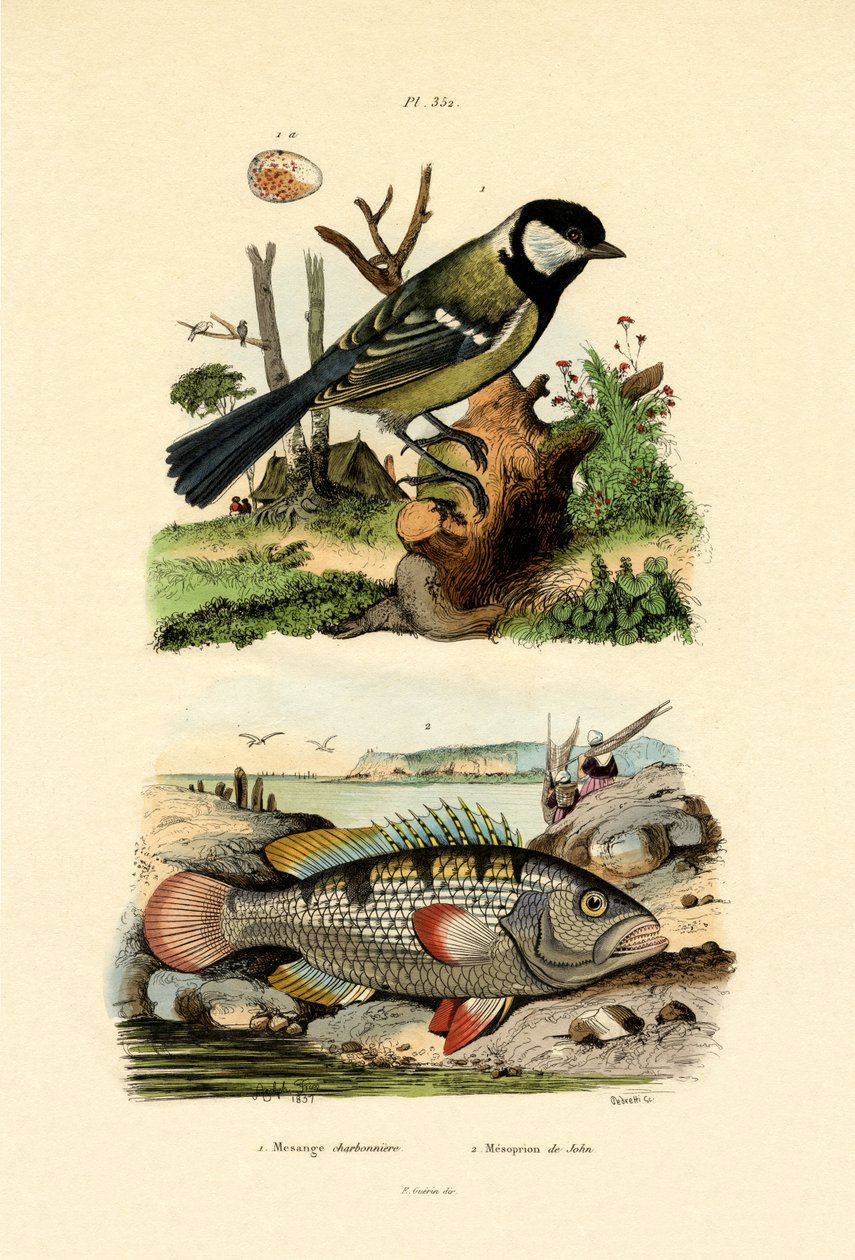 Chapim-real, 1833-39 de French School