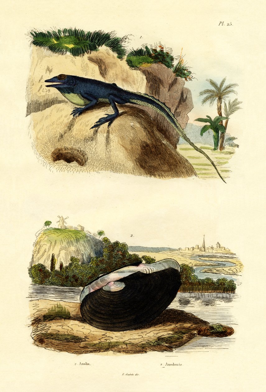 Anole Verde, 1833-39 de French School