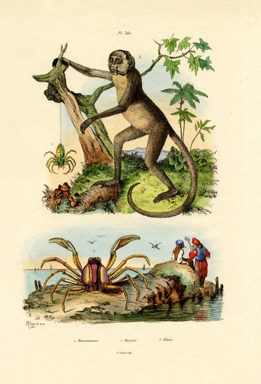 Aranha do caçador verde, 1833-39 de French School