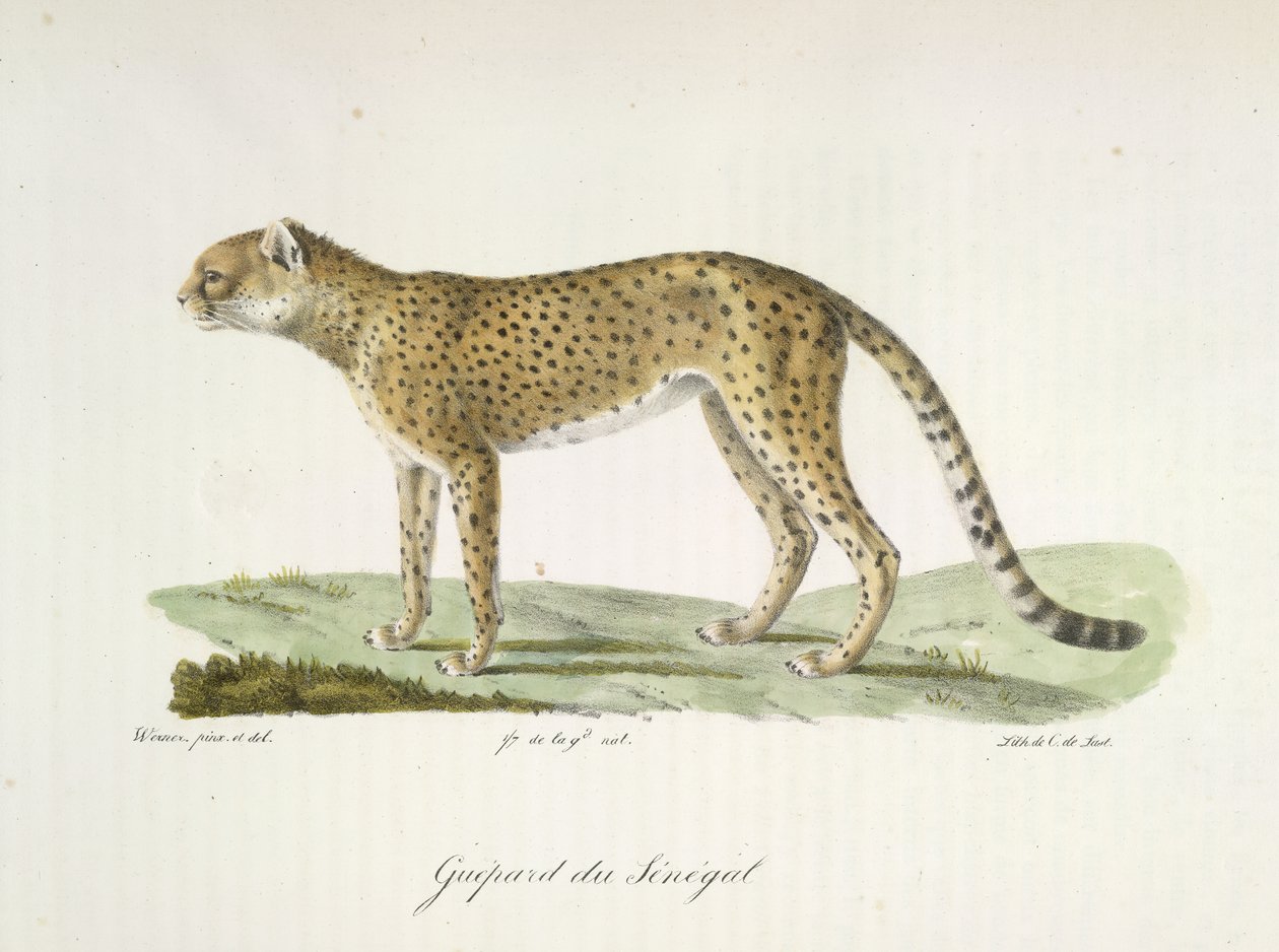Guepard du Sénégal, da Histoire Naturelle des Mammifères (cor litho) de French School