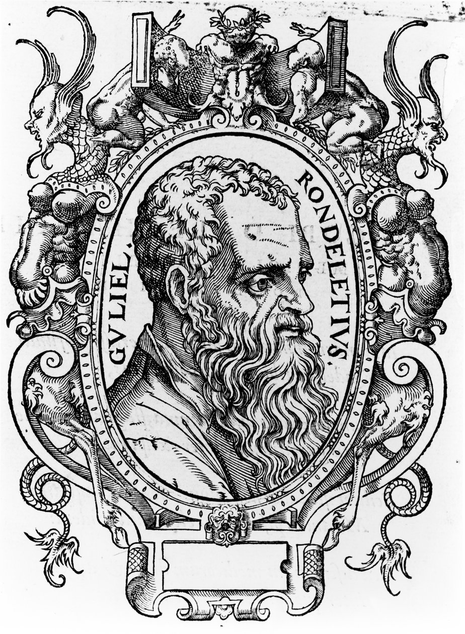 Guillaume Rondelet de French School
