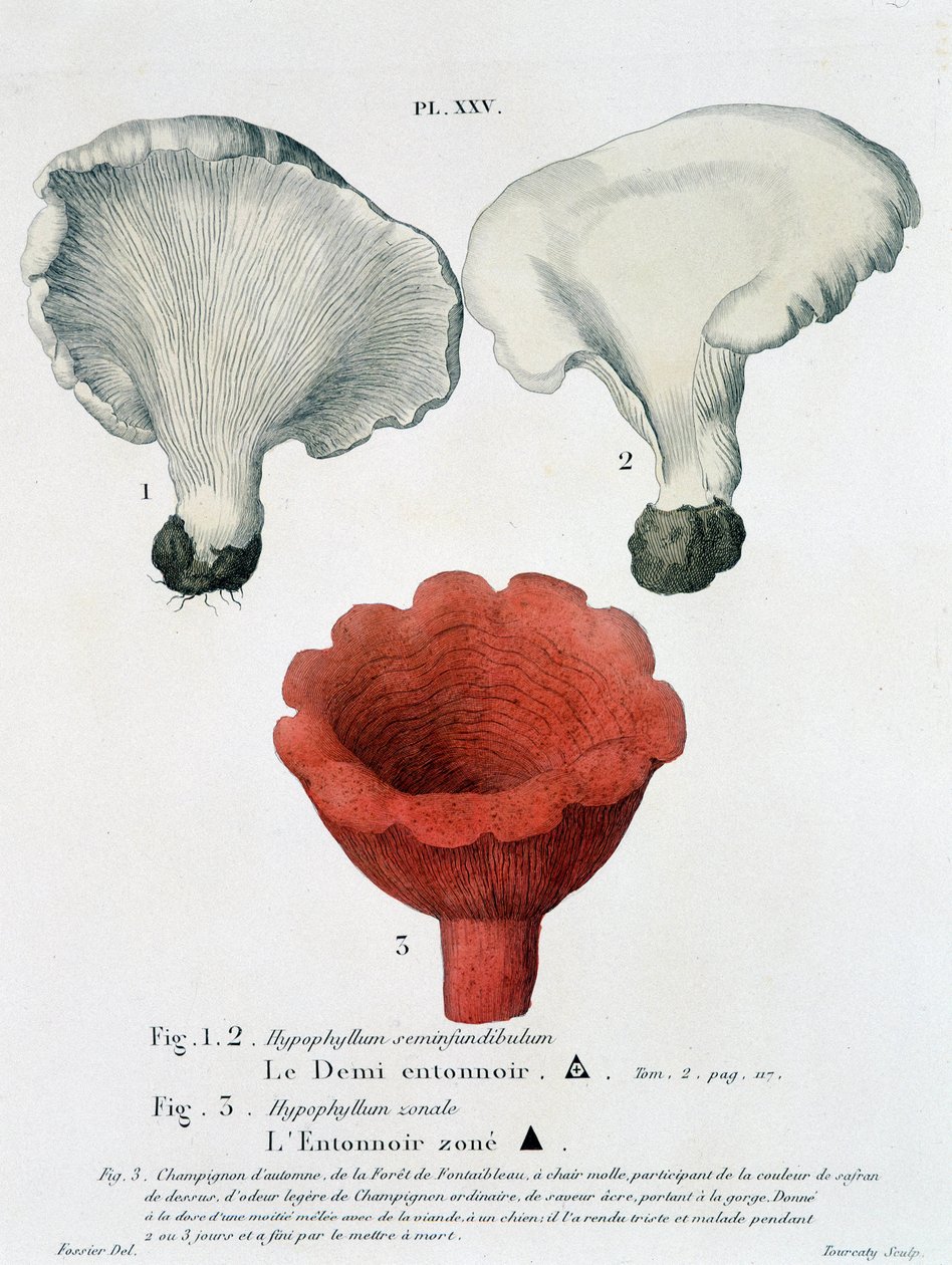 Meio funil e funil zonado em Jean Jacques Paulet "Traité des champignons", finais do século XVIII de French School