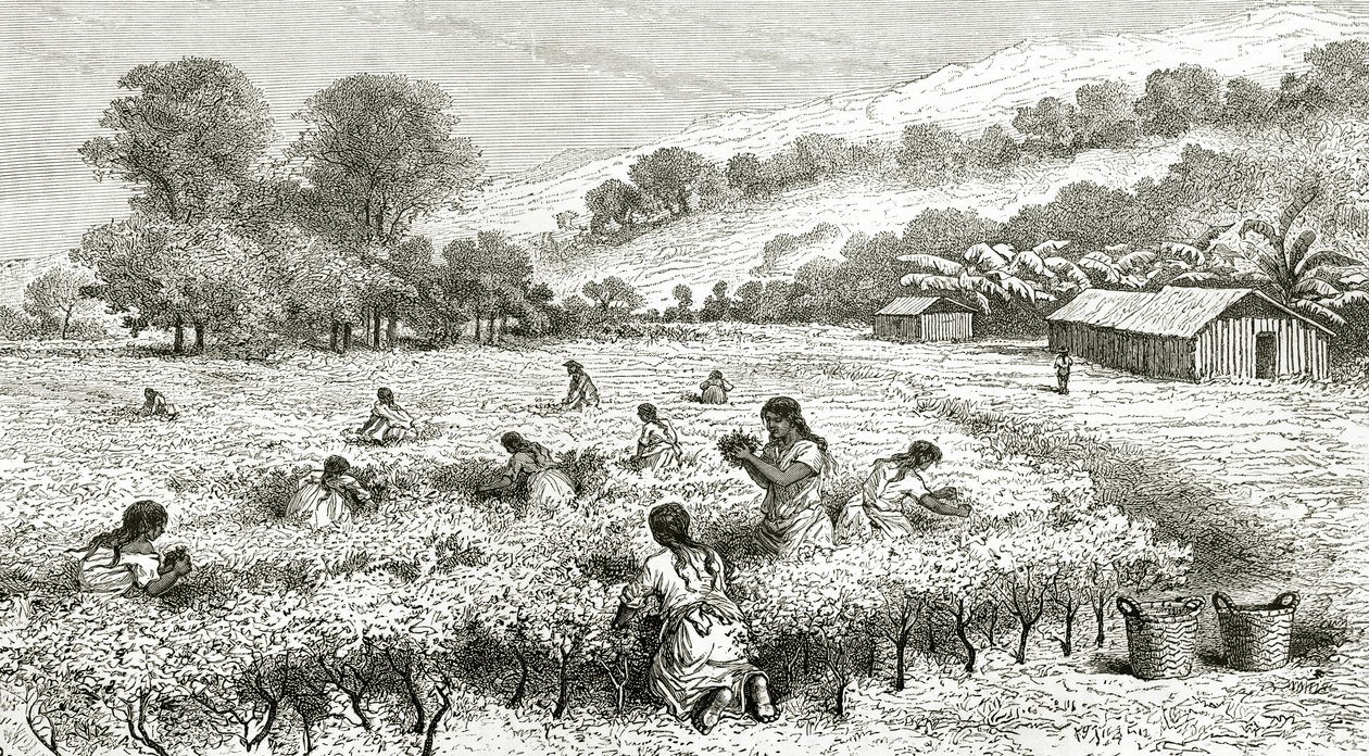 Colheita de Coca, Peru, ilustração da revista The World Tour, 1877 de French School