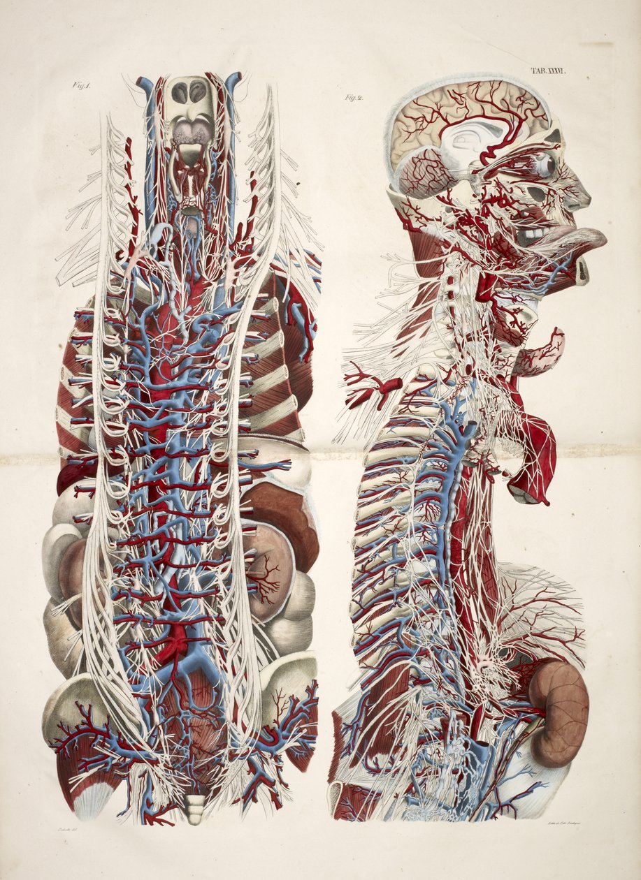 Cabeça e torso, de 