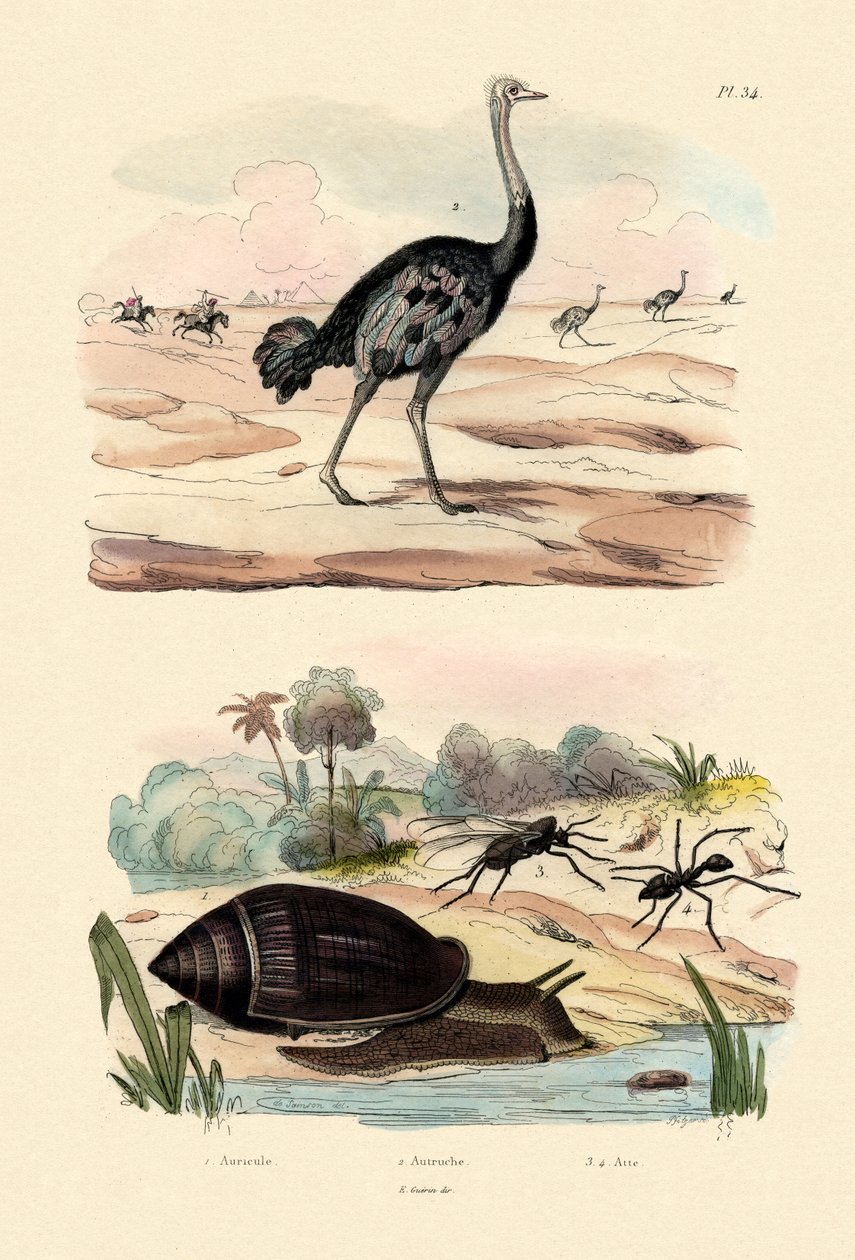 Caracol de Arauto, 1833-39 de French School