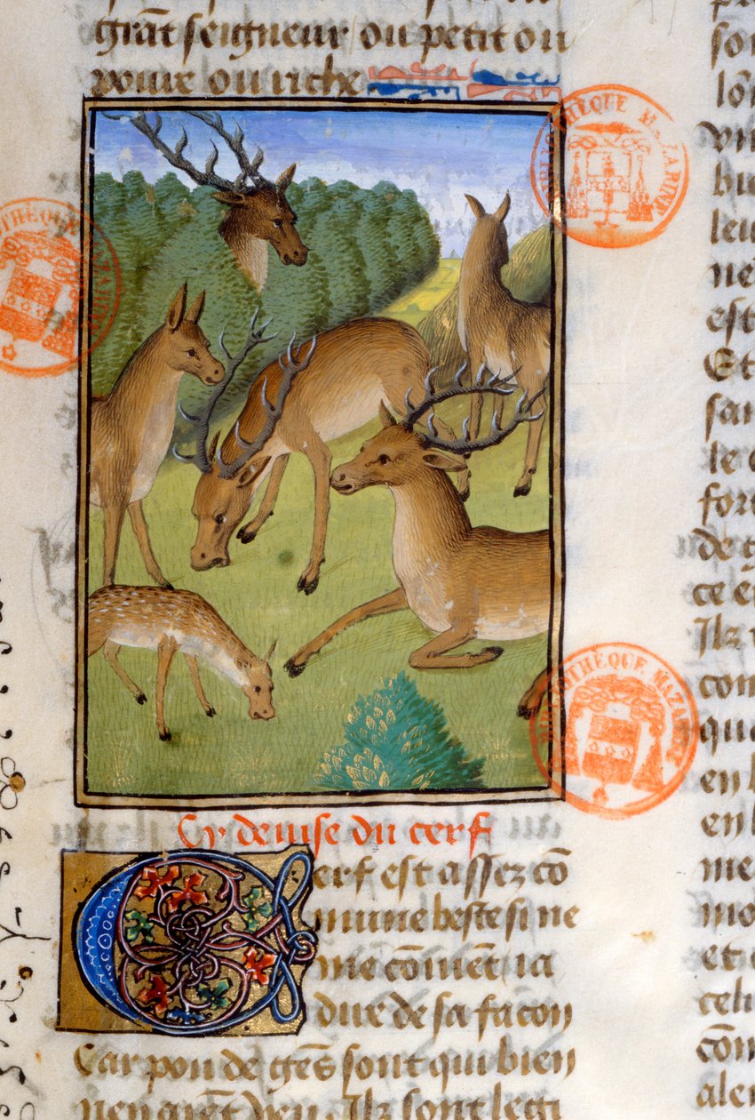 Rebanho de veados, do Livro de Caça de Gaston Phebus de Foix (1331-91) de French School