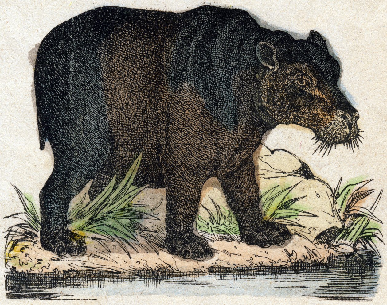 Hippotamus. Gravura no "Alfabeto dos animaux sauvages". 9ª Série. Imagem de Epinal, Pellerin, impressora-editora, cerca de 1870. Gravura em madeira, stencilled. 16 páginas. Dimensões: 20 x 15 cm. Coleção Particular de French School