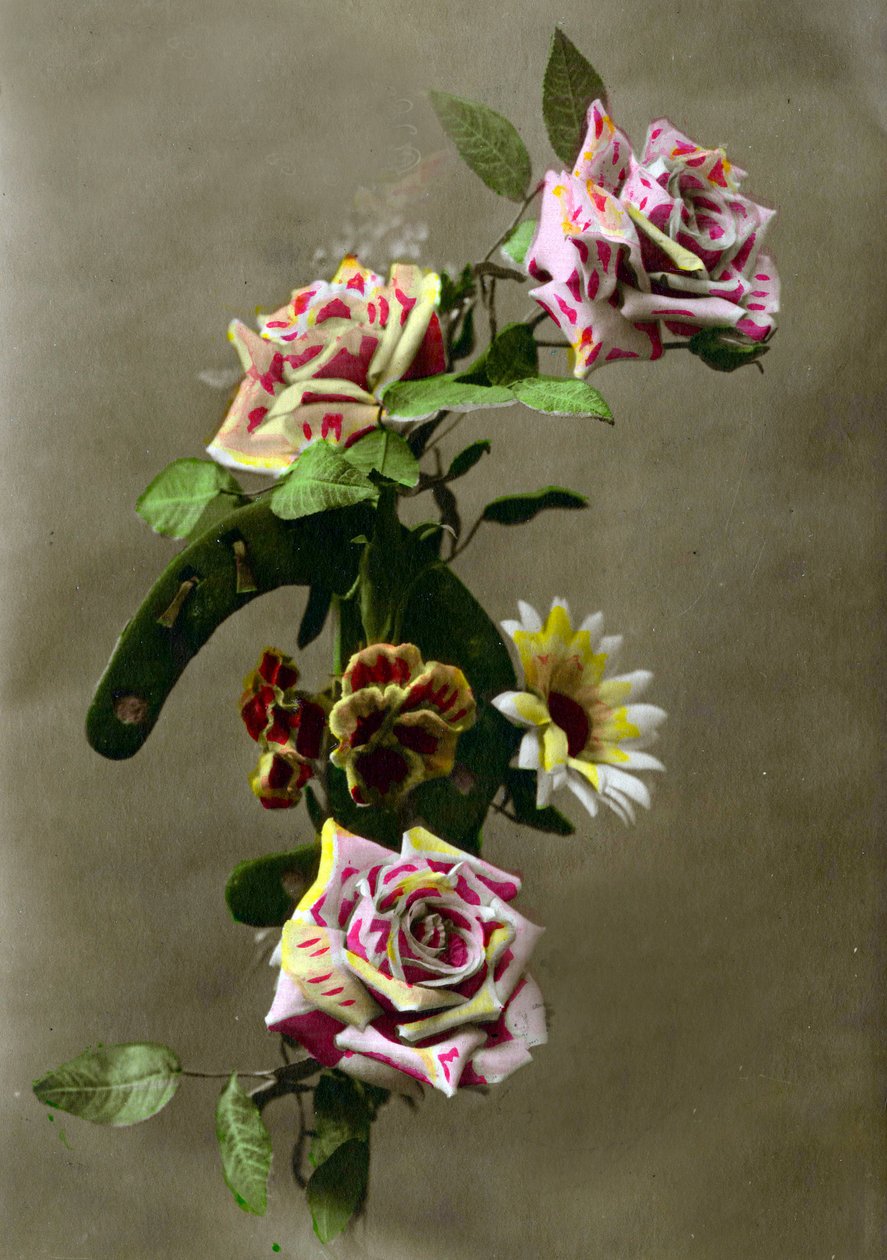 Ferradura e flores c.1898 (foto colorida à mão) de French School