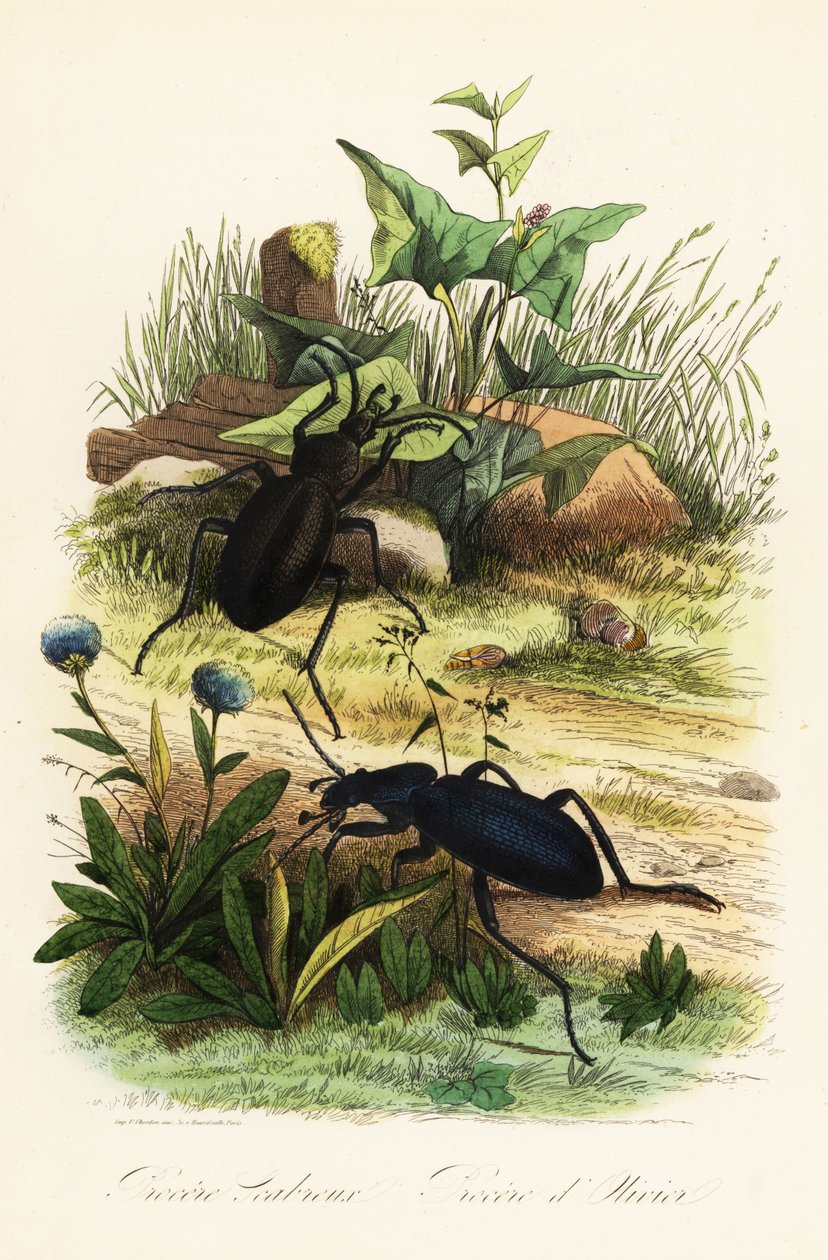 Enormes escaravelhos roxos, Carabus scabrosus de French School