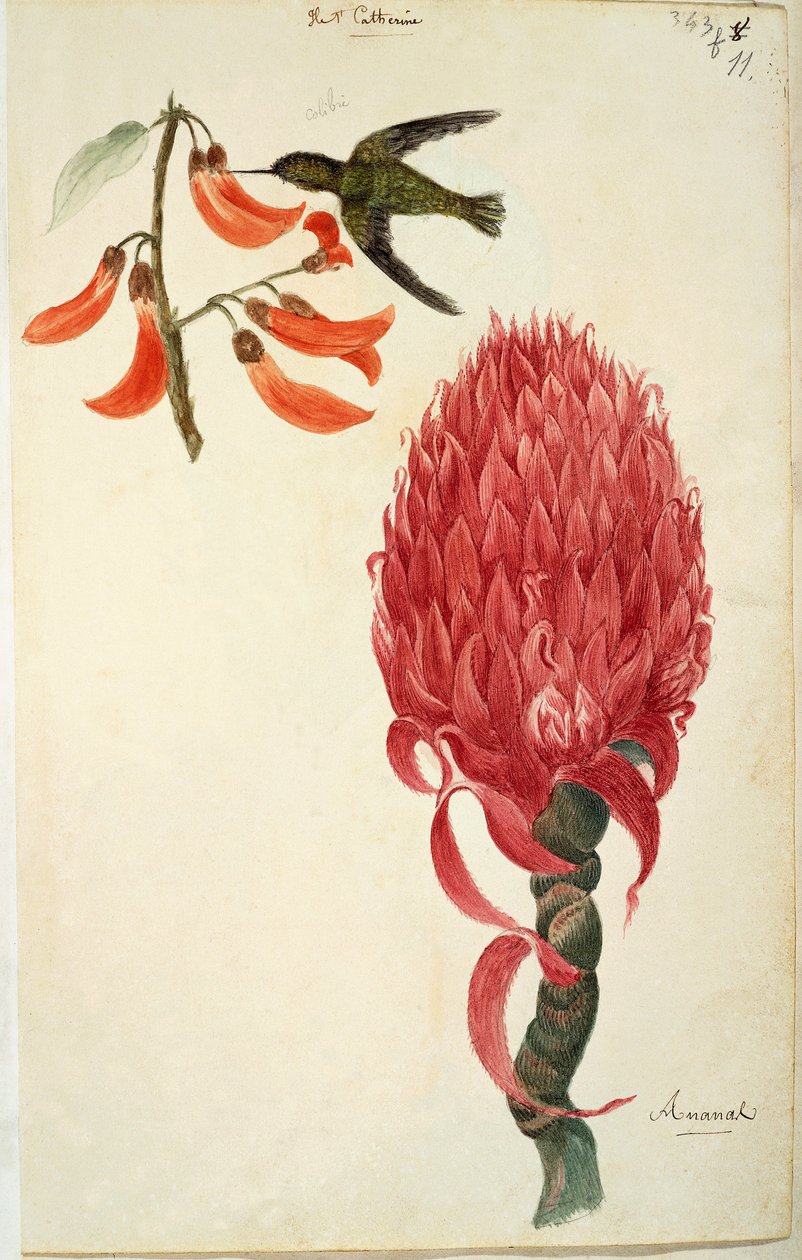 Beija-flor (Trochilidae) e Abacaxi (Ananas comosus) de Lejeune de French School