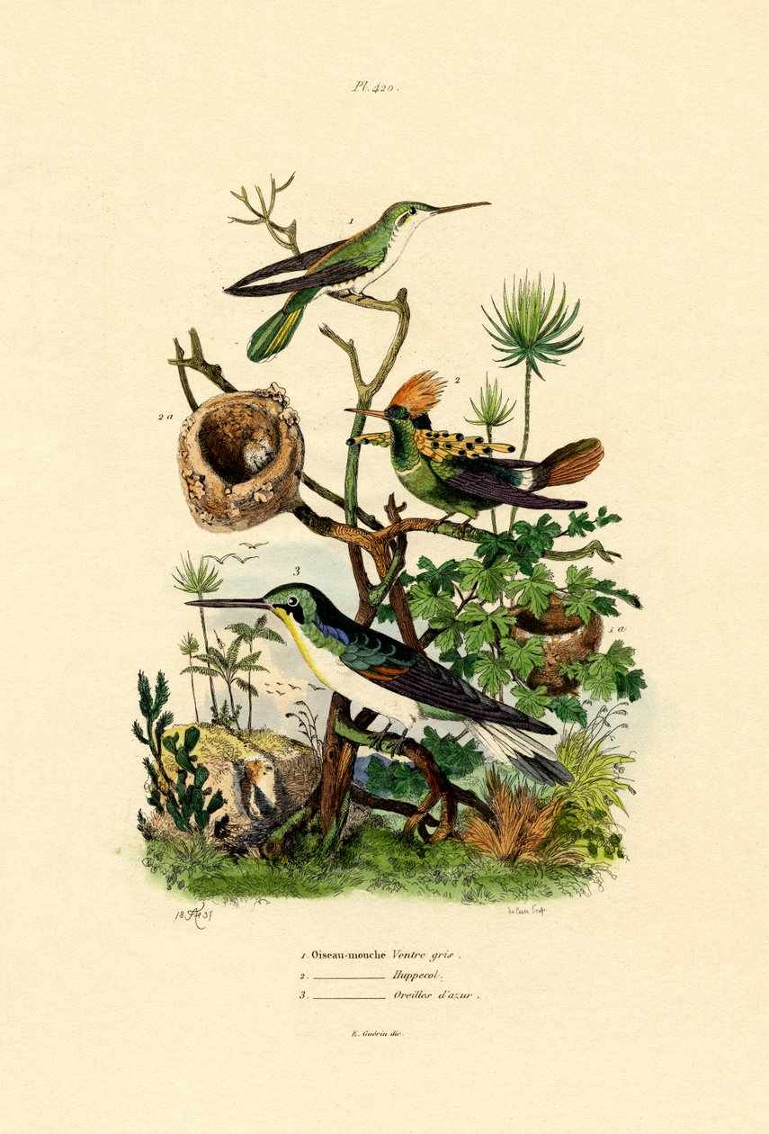 Beija-flores, 1833-39 de French School
