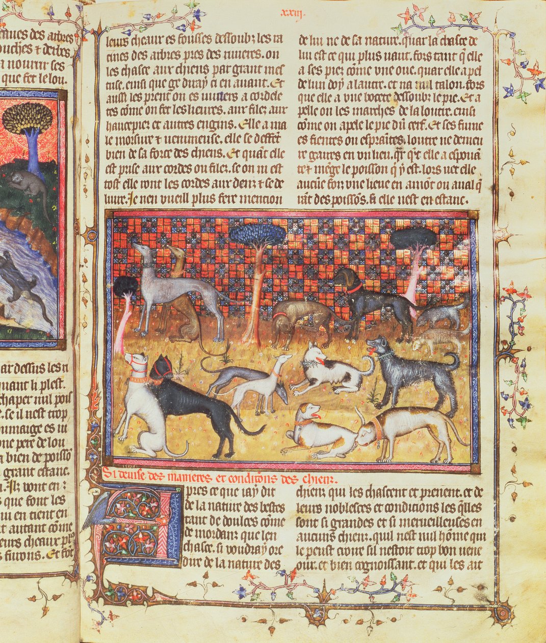 Cães de Caça de Gaston III, Conde de Foix Phebus, o Caçador (1331-1391), de Book of Hunting, 1387-89 (guache sobre pergaminho) de French School
