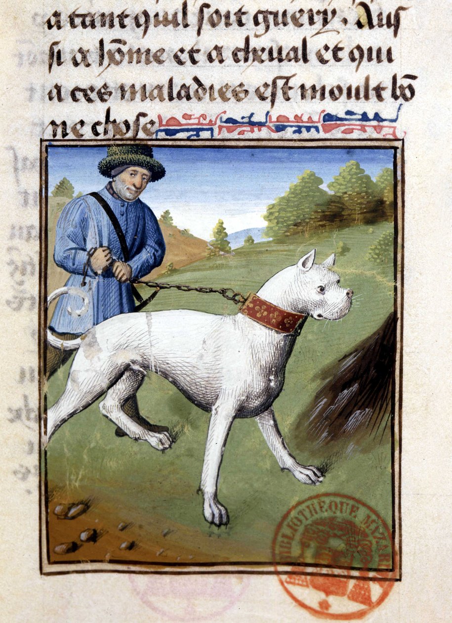 Cão de caça preso com trela - no "Livro de Caça de Gaston Phoebus, Conde de Foix, Senhor de Béarn". de French School