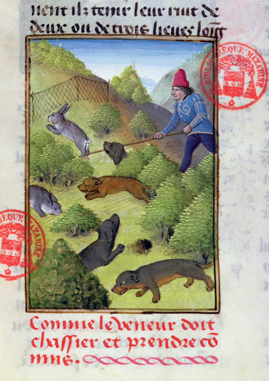 Caçando coelhos com cães e redes, do Livre de la Chasse por Gaston Phebus, início do século XV de French School