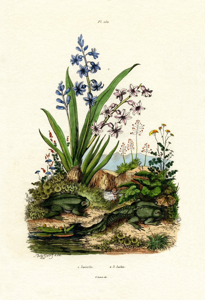 Flor de jacinto, 1833-39 de French School