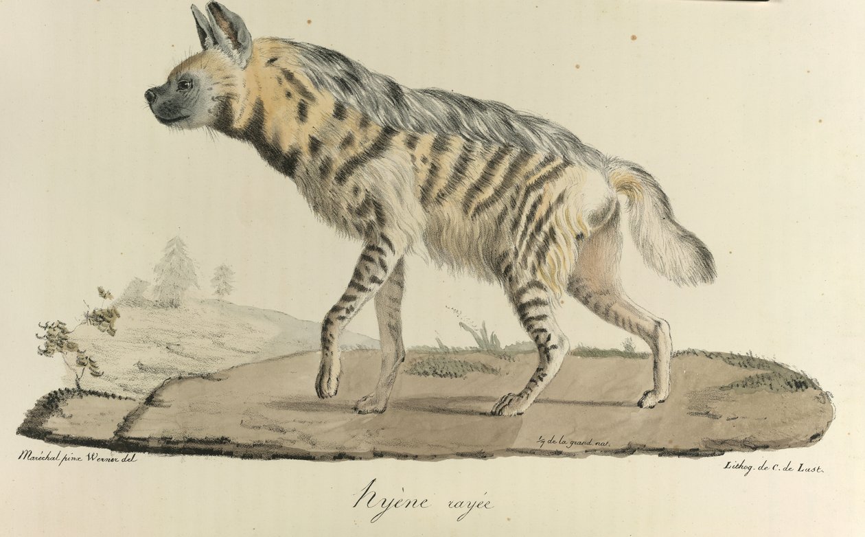 Hiena, uma hiena listrada, da História Natural dos Mamíferos (lito colorido) de French School