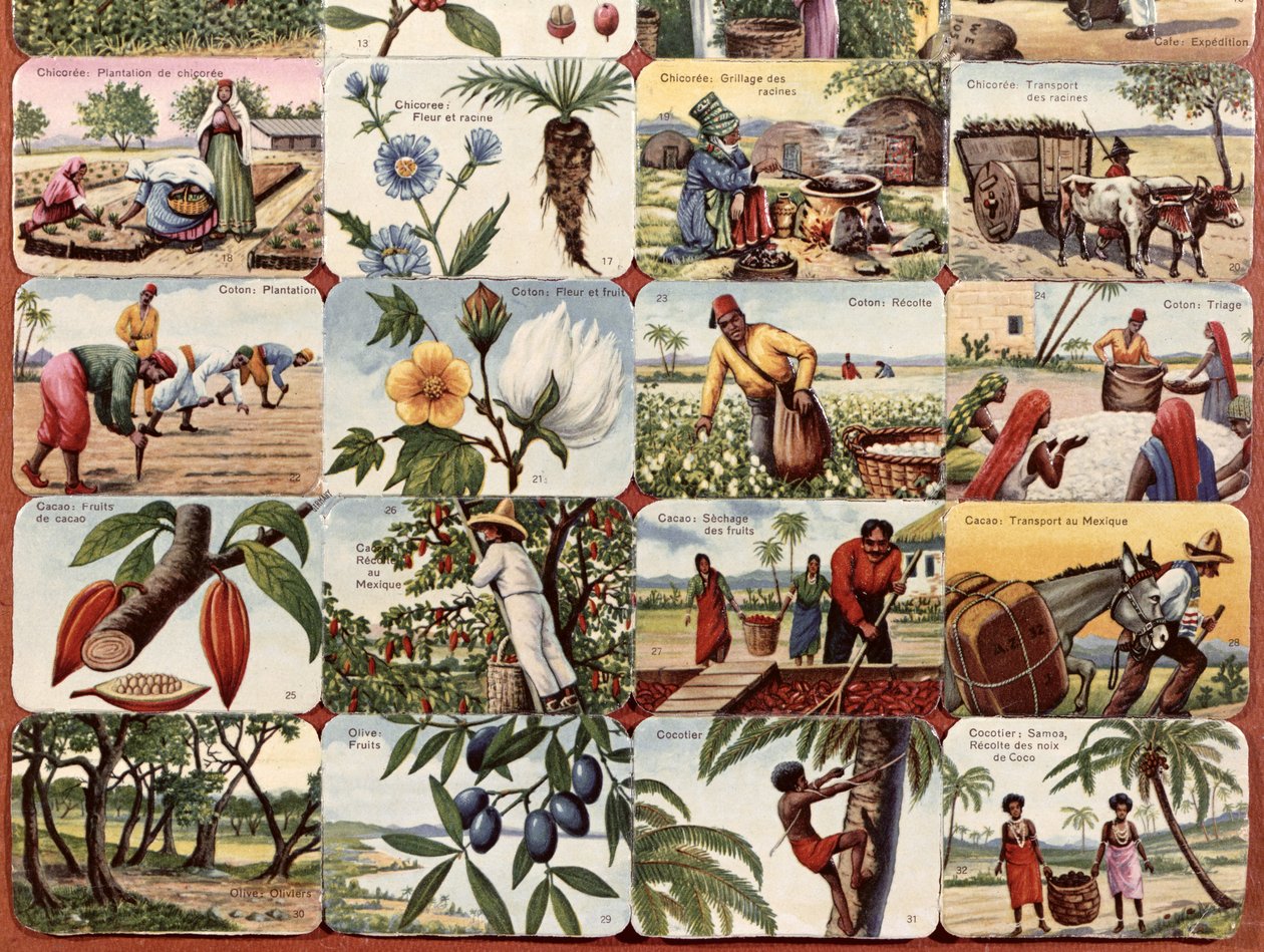 Ilustração para um livro didático de escola francesa de vários produtos das colônias, c.1920-30 de French School