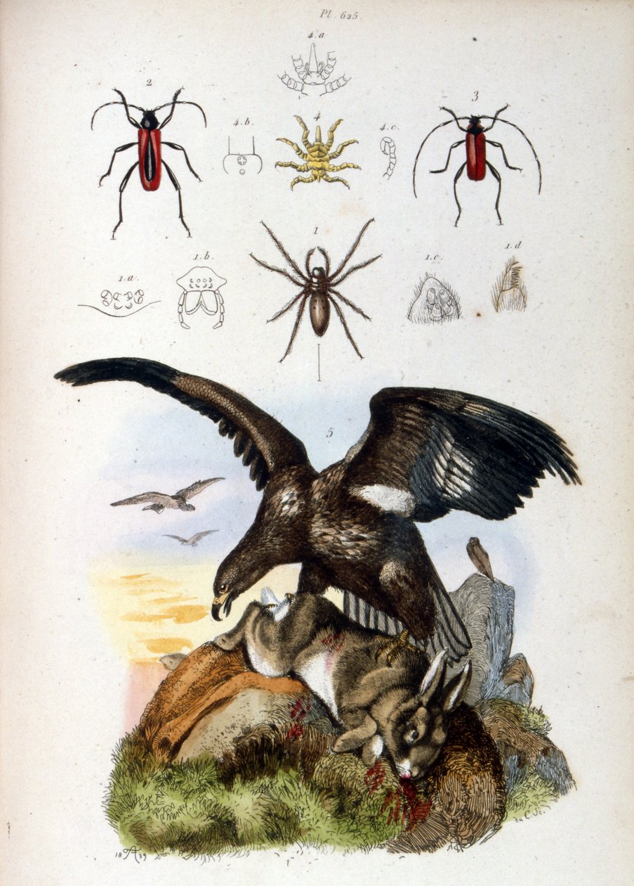 Ilustração de uma águia que mata um coelho com aranhas mostrada acima de French School