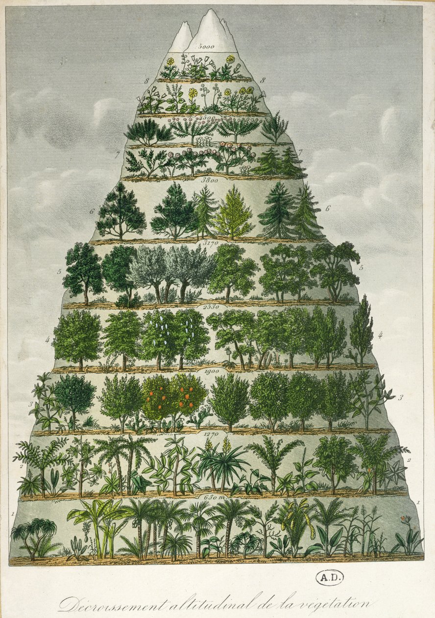 Ilustração dos diferentes tipos de vegetação em diferentes altitudes de French School