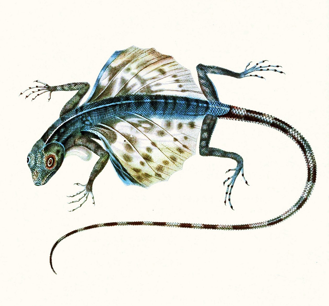 Ilustração do lagarto planador - Draco Volans 1831 (gravura colorida) de French School
