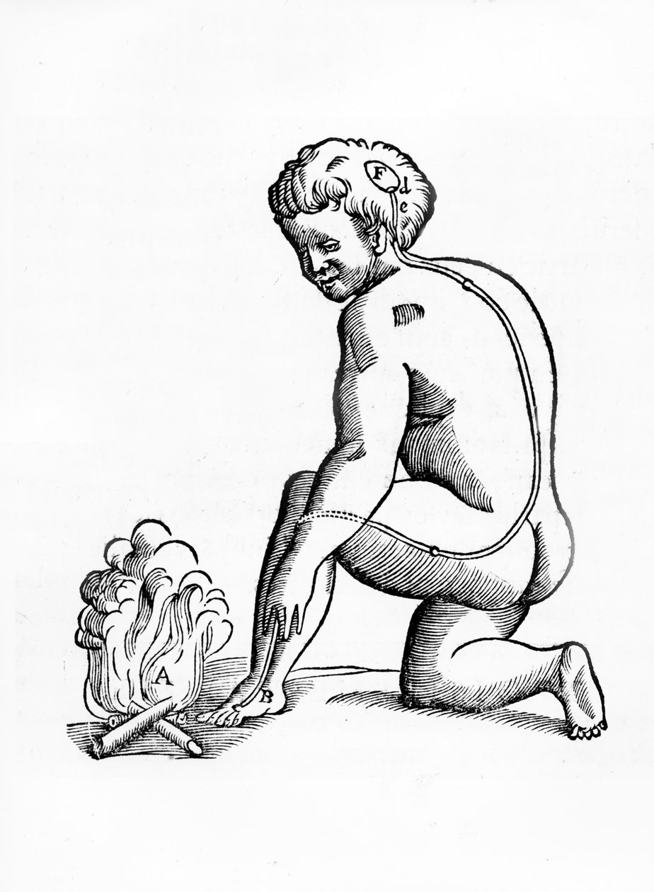 Ilustração do funcionamento dos ductos da glândula pineal no sistema nervoso humano em relação a uma reação ao fogo, de Tractatis de Homine, publicado em Amsterdã por Elsevier, 1677 (woodc de French School