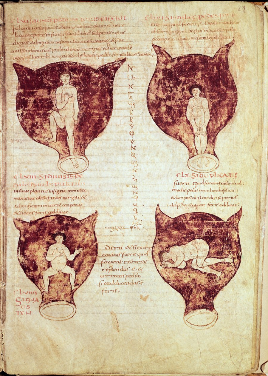 Ilustrações do feto, do chamado manuscrito de Rodião de French School