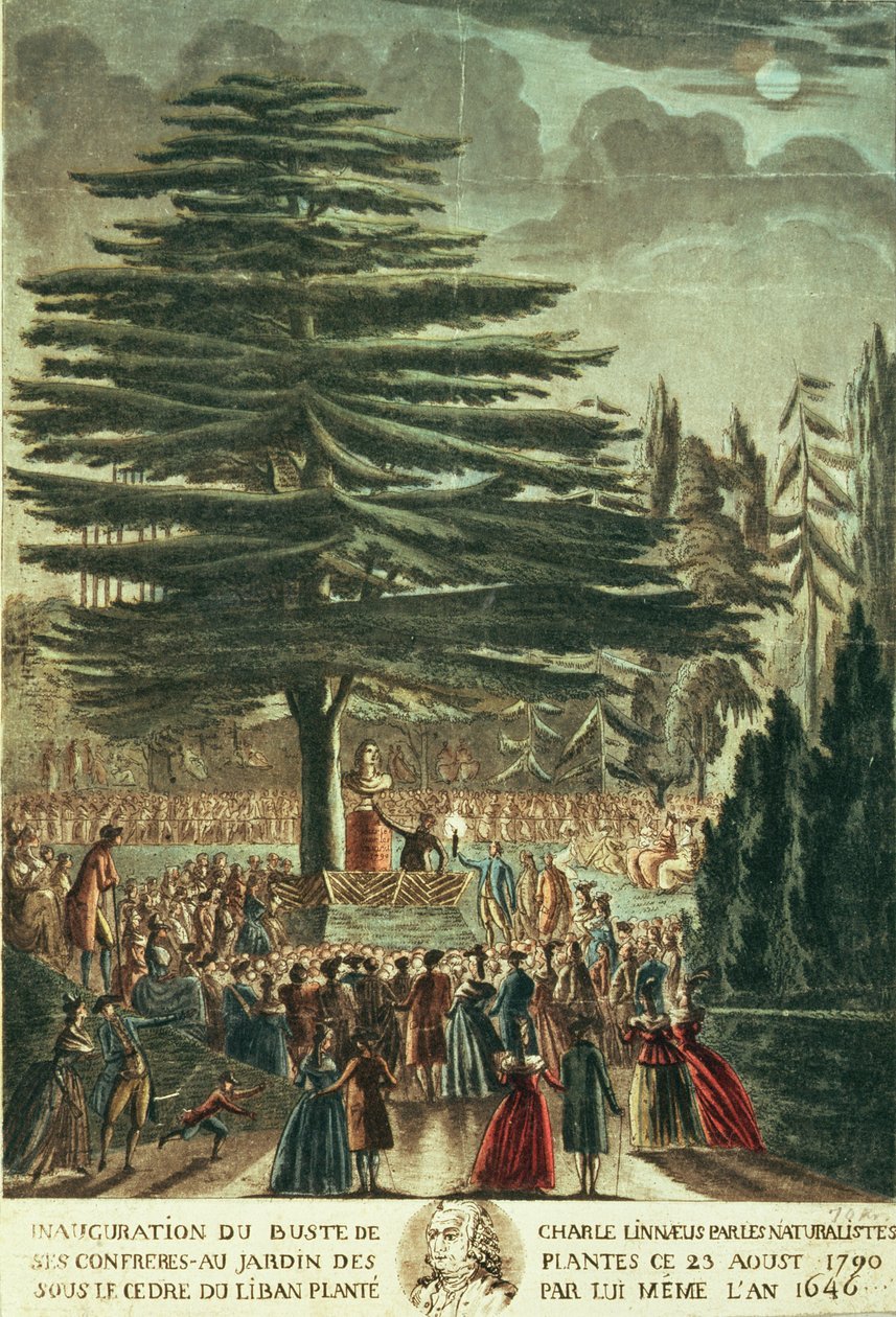 Inauguração do busto de Carl Linnaeus (1707-78) no Jardin des Plantes, sob o Cedro do Líbano, que ele plantou em 1646, em 23 de agosto de 1790 de French School