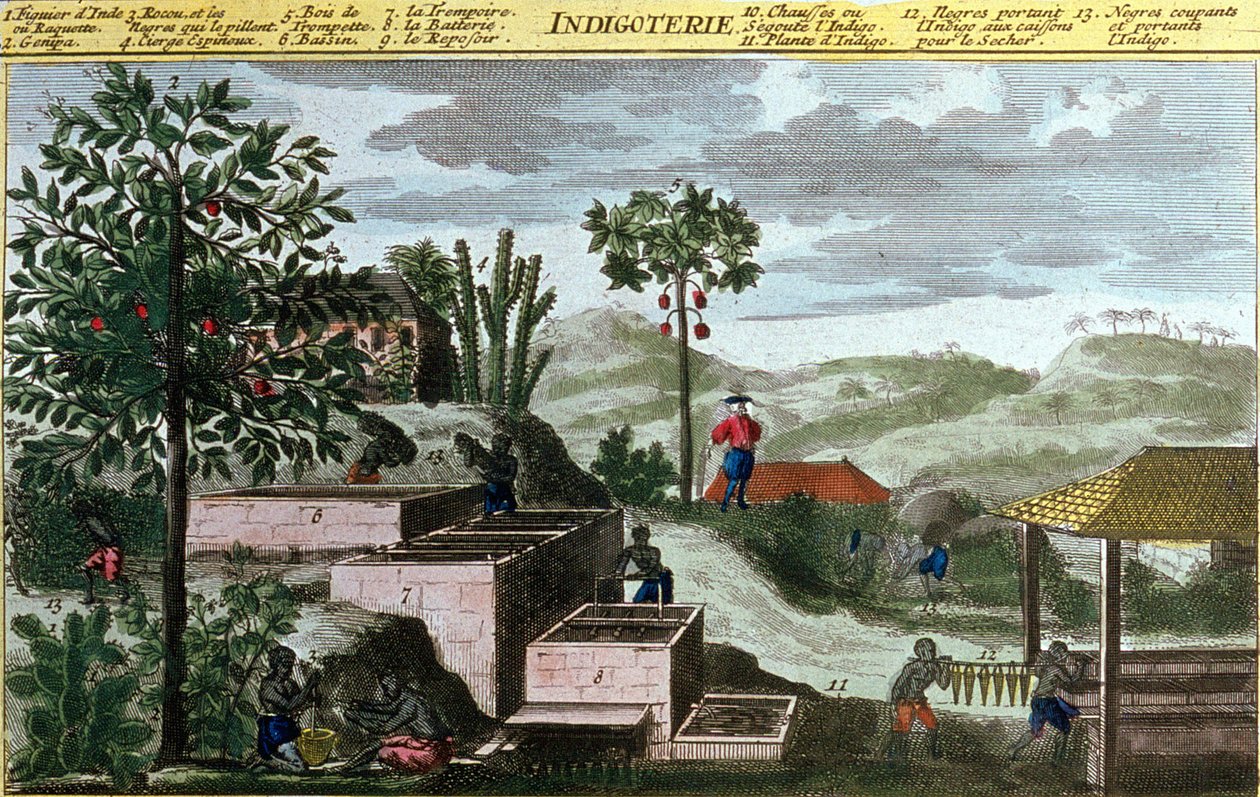 Indigoterie nas Índias Ocidentais, detalhe de 00155 - in "História Geral das Antilhas Habitadas pelos Franceses por Du Tertre", início do século XIX de French School