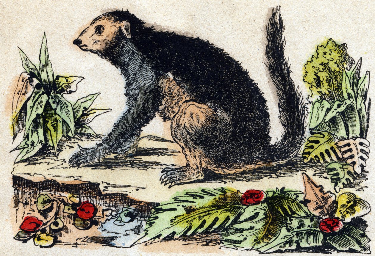 Indri (Lemuriano). Gravura em "Alfabeto dos animaux sauvages". 9ª Série. Imagem de Epinal, Pellerin, impressora-editora, cerca de 1870. Gravura em madeira, stencilada. 16 páginas. Dimensões: 20 x 15 cm. Coleção Particular de French School