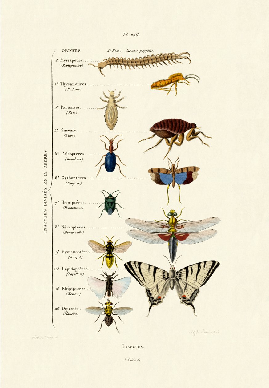 Insetos, 1833-39 de French School