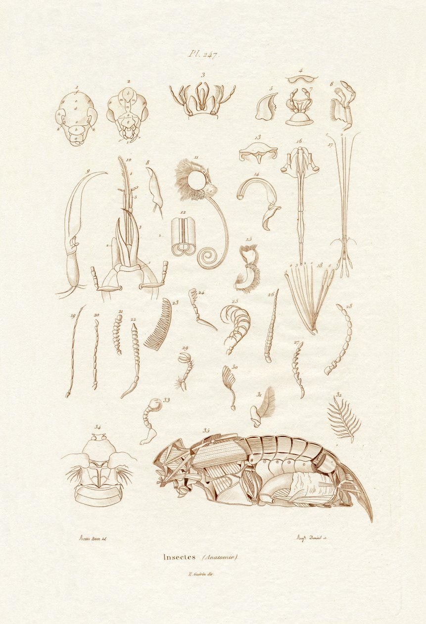 Insetos, 1833-39 de French School