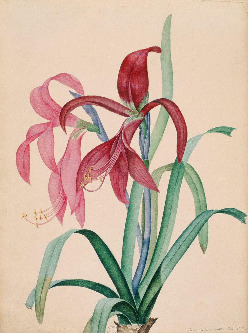 Íris, 1812 de French School