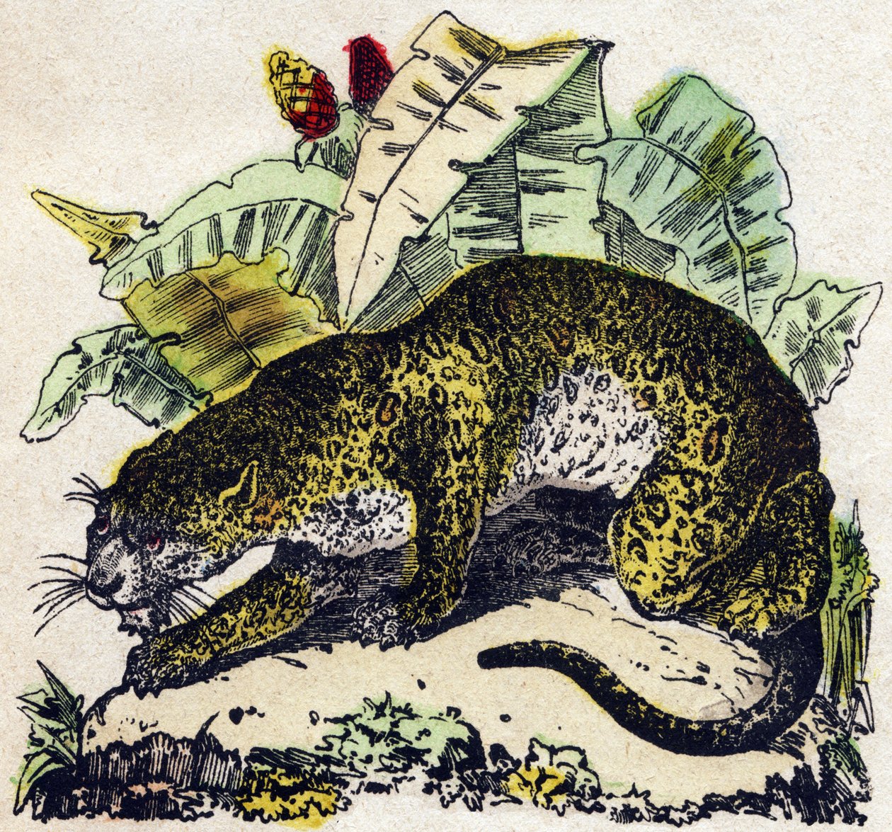 Jaguar. Gravura no "Alfabeto dos animaux sauvages". 9ª Série. Imagem de Epinal, Pellerin, impressora-editora, cerca de 1870. Gravura em madeira, stencilled. 16 páginas. Dimensões: 20 x 15 cm. Coleção Particular de French School