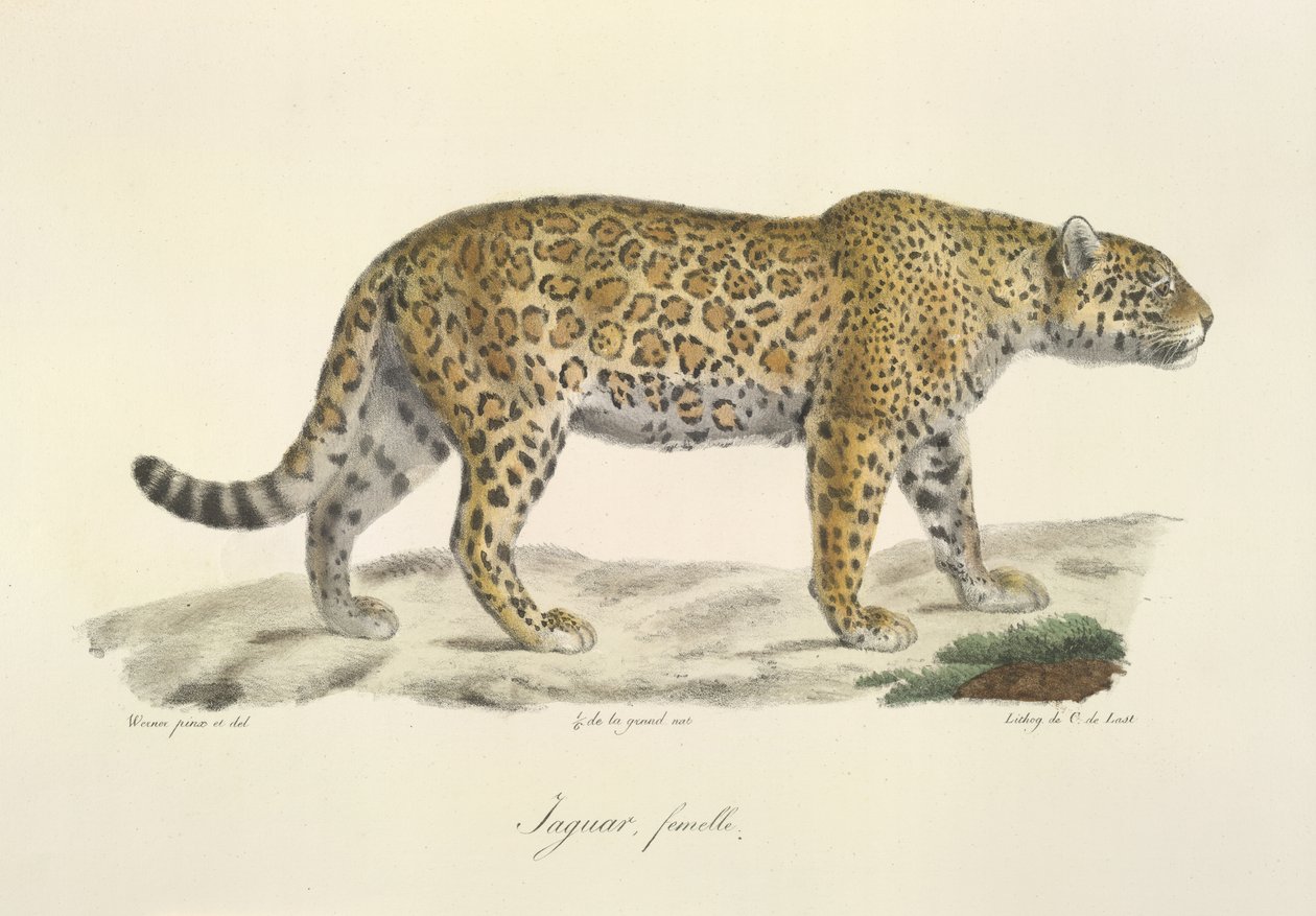 Jaguar, fêmea, de História Natural dos Mamíferos (lito a cores) de French School