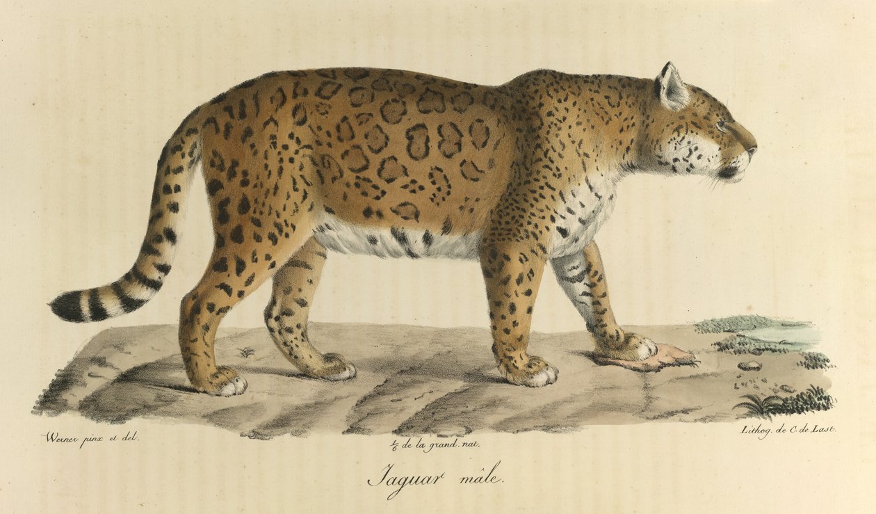 Jaguar macho. Um jaguar macho, da Histoire Naturelle des Mammifères (cor litho) de French School