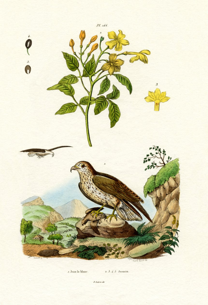 Jasmim, 1833-39 de French School