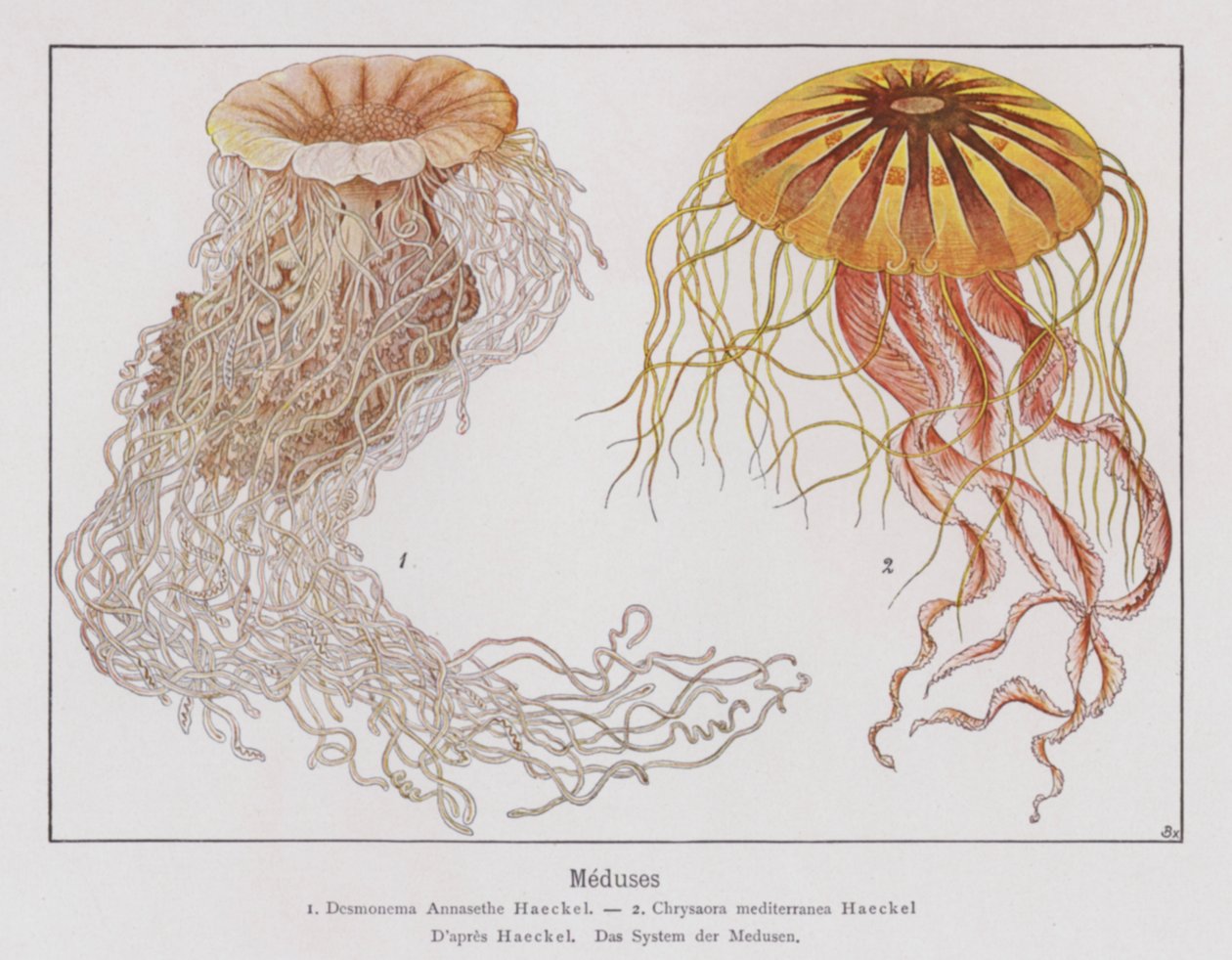 Medusa (litografia a cores) de French School