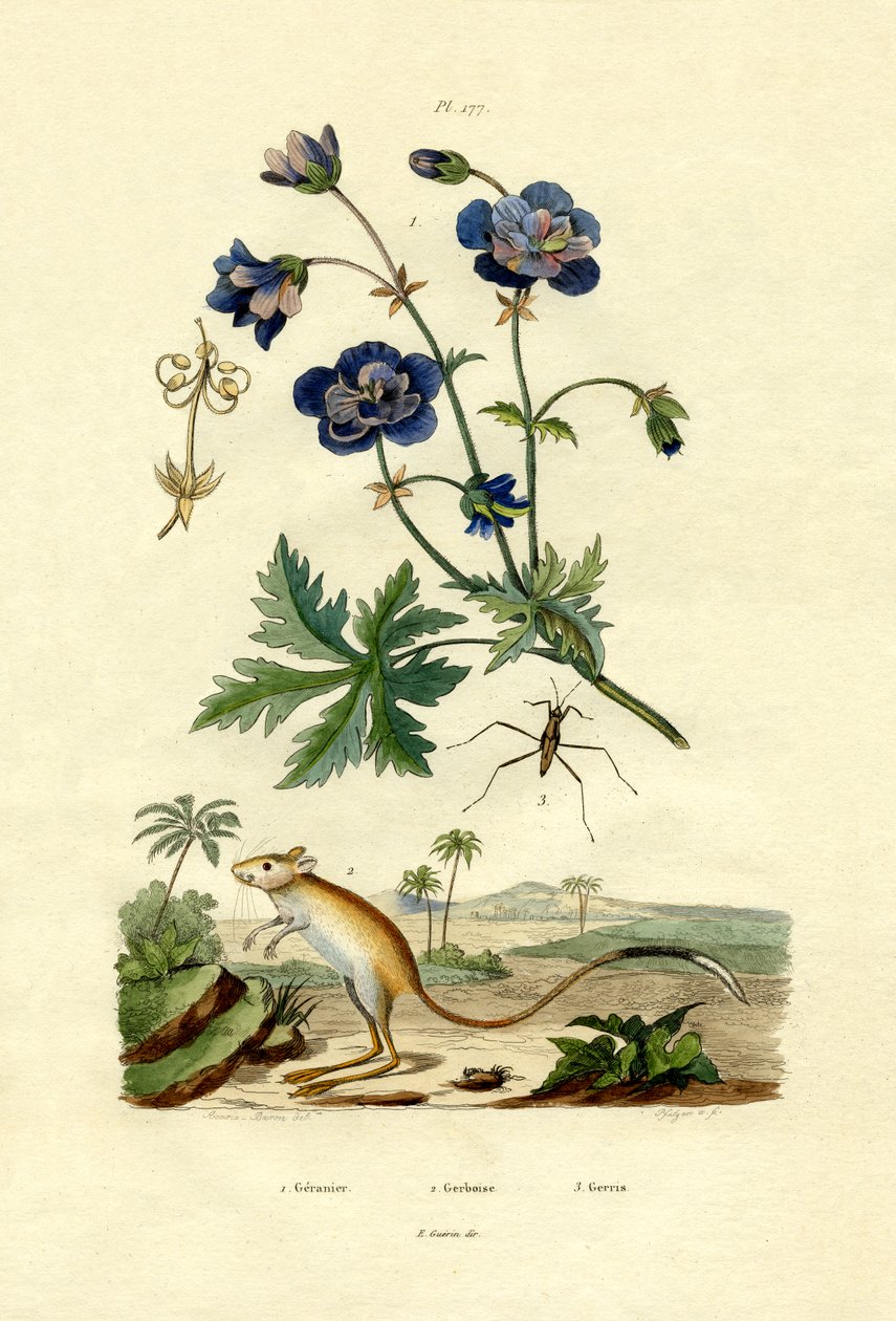 Jerboa, 1833-39 de French School