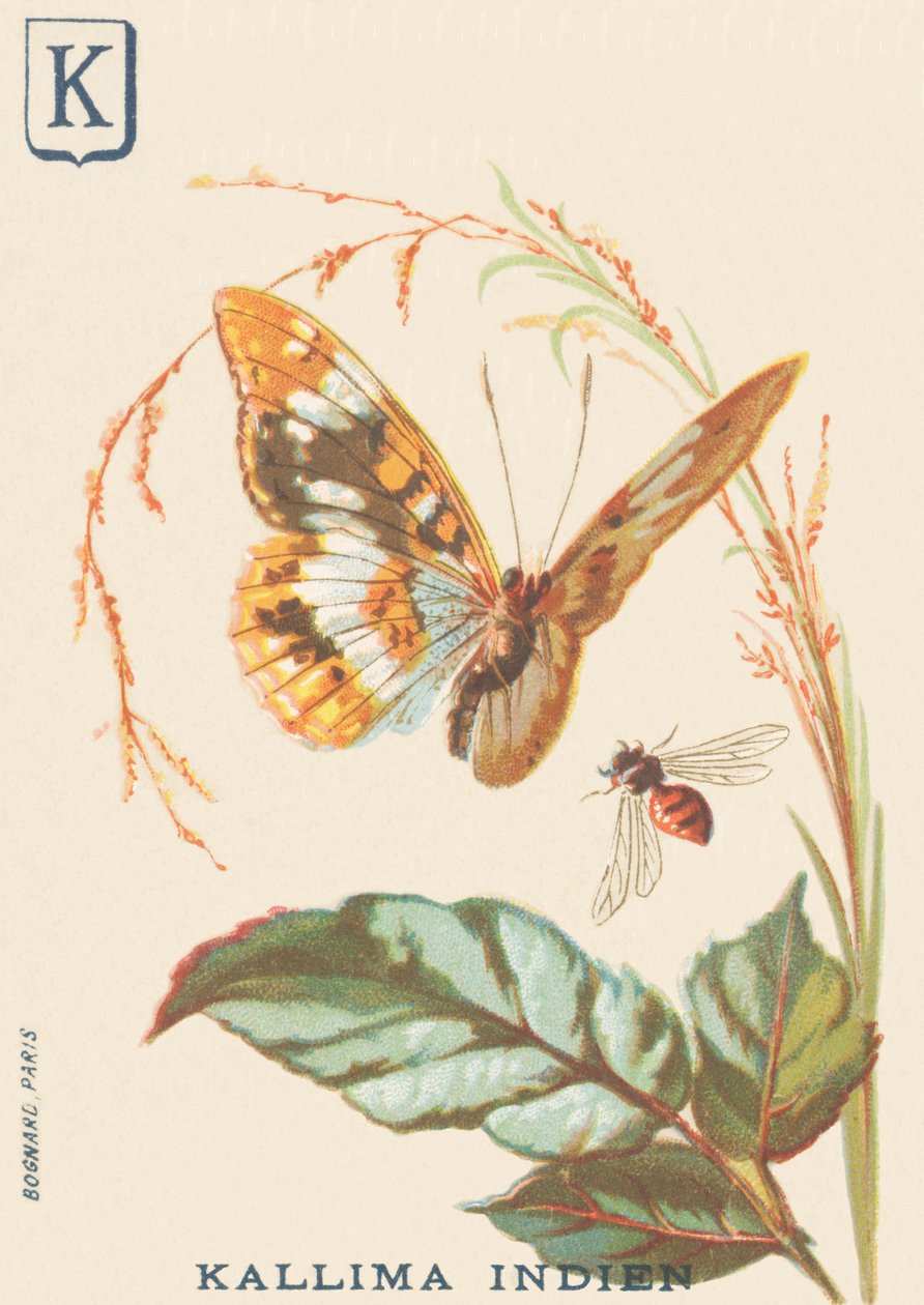K: Kallima indiano (Cethosia biblis) de French School