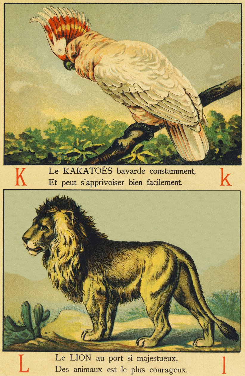 K como Kakatoes e L como Lion de French School
